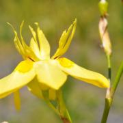 KRCA, Spring flowers